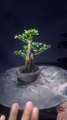 {Hệ Chơi Bonsai} Giao Lưu Cây Cảnh Mini Đẹp