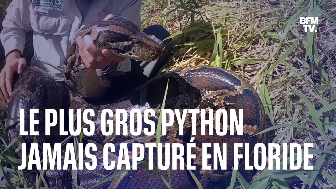 Plus de 5 mètres et près de 100 kg: voici le plus gros python jamais capturé en Floride