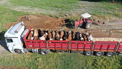 Muş'tan büyükşehirlere kurbanlık sevkiyatı başladı