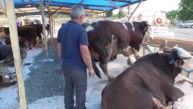 Kartal'da 1 tonluk tosun 80 bin liraya alıcısını bekliyor