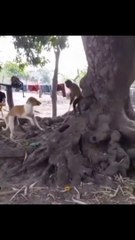 Anjing vs monyet perang antara hewan