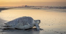 Au Guatemala, 65 tortues et 14 dauphins ont été retrouvés morts sur la côte pacifique