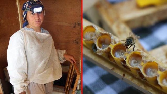 Tüketene şifa, satana servet veriyor! Altın fiyatları ile yarışan arı sütünün kilosu 15 bin liradan satılıyor