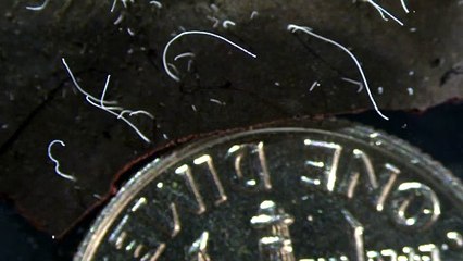 Thiomargarita magnifica, un alien dans le petit monde des bactéries