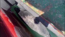 Balıkçı barınağında Akdeniz foku görüntülendi