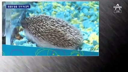 동물원 탈출한 ‘산미치광이’ 호저에 제주 발칵