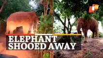Watch | Forest Officials Shoo Away Elephant Into Jungle As It Enters Balasore Village
