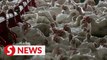 PM: Chicken prices will not be floated