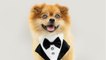 Puppy wearing a tuxedo gets heartbreakingly rejected on adoption day