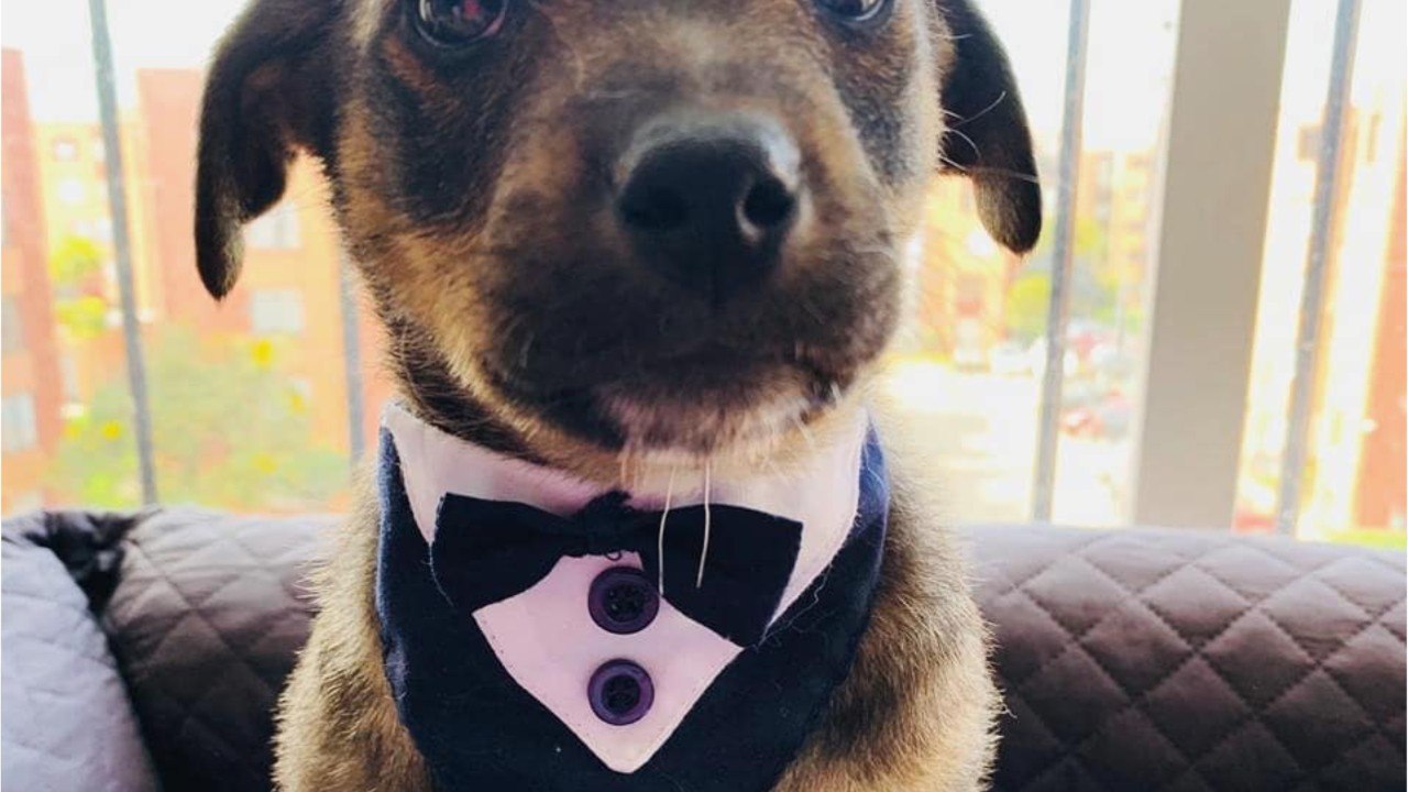 Puppy wearing tuxedo gets heartbreakingly rejected on adoption day - 24 Jun 2022