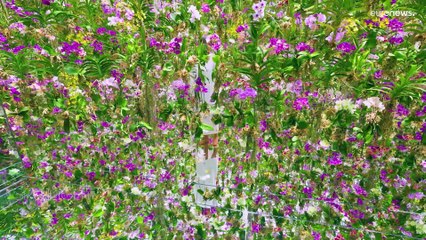 شاهد: تجربة فنية تفاعلية من خلال "تيم لاب فينومينا" أبو ظبي