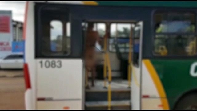 Idoso tira a roupa e dança pelado dentro de ônibus de transporte público