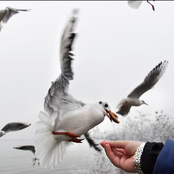 Mann von verrückter sexistischer Möwe im eigenen Haus gefangen