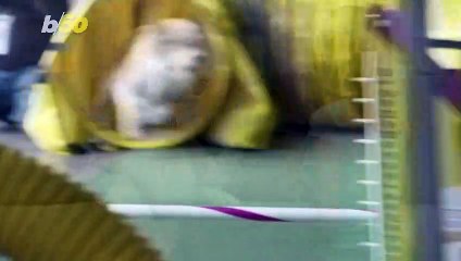 Loser Dogs That Never Made it at the Westminster Dog Show