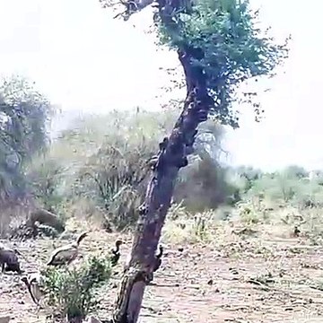 Sariska National Park में बढ़ रही गिद्धों की संख्या, नजर आने लगे झुंड, 500 के करीब पहुंची संख्या