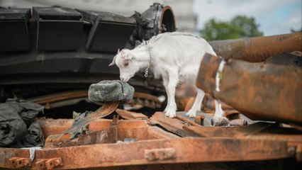 40 russische Soldaten von Ziege verletzt worden