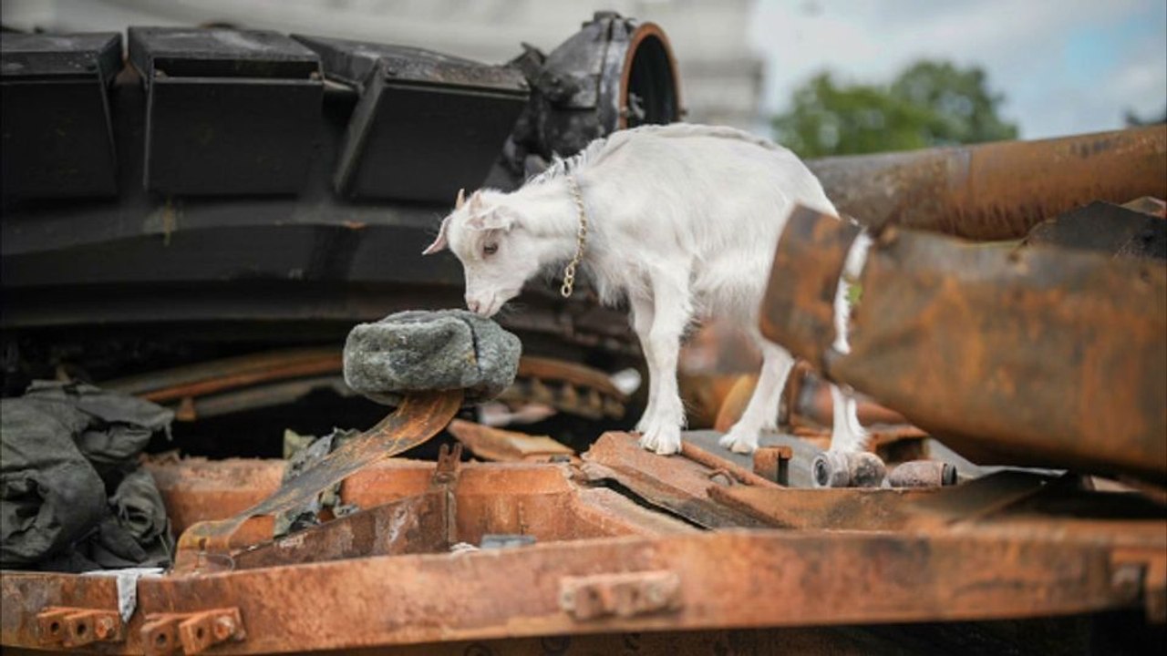 40 russische soldaten von ziege verletzt worden