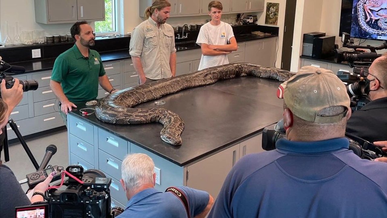 Florida: forscher fangen riesigen python