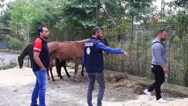 Kesime giden yılkı atları son anda kurtarıldı