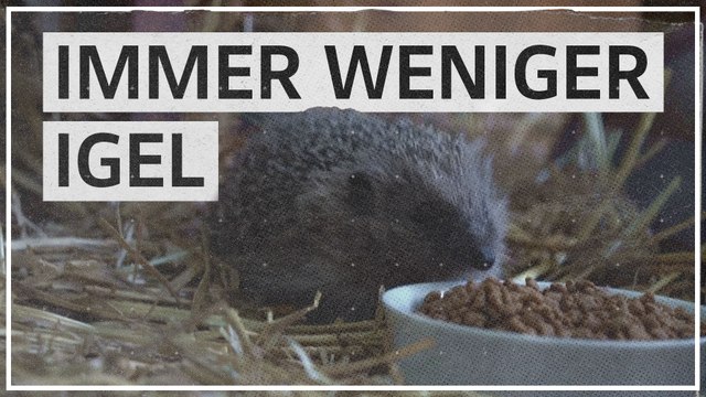 Igel durch Klimawandel vom Aussterben bedroht