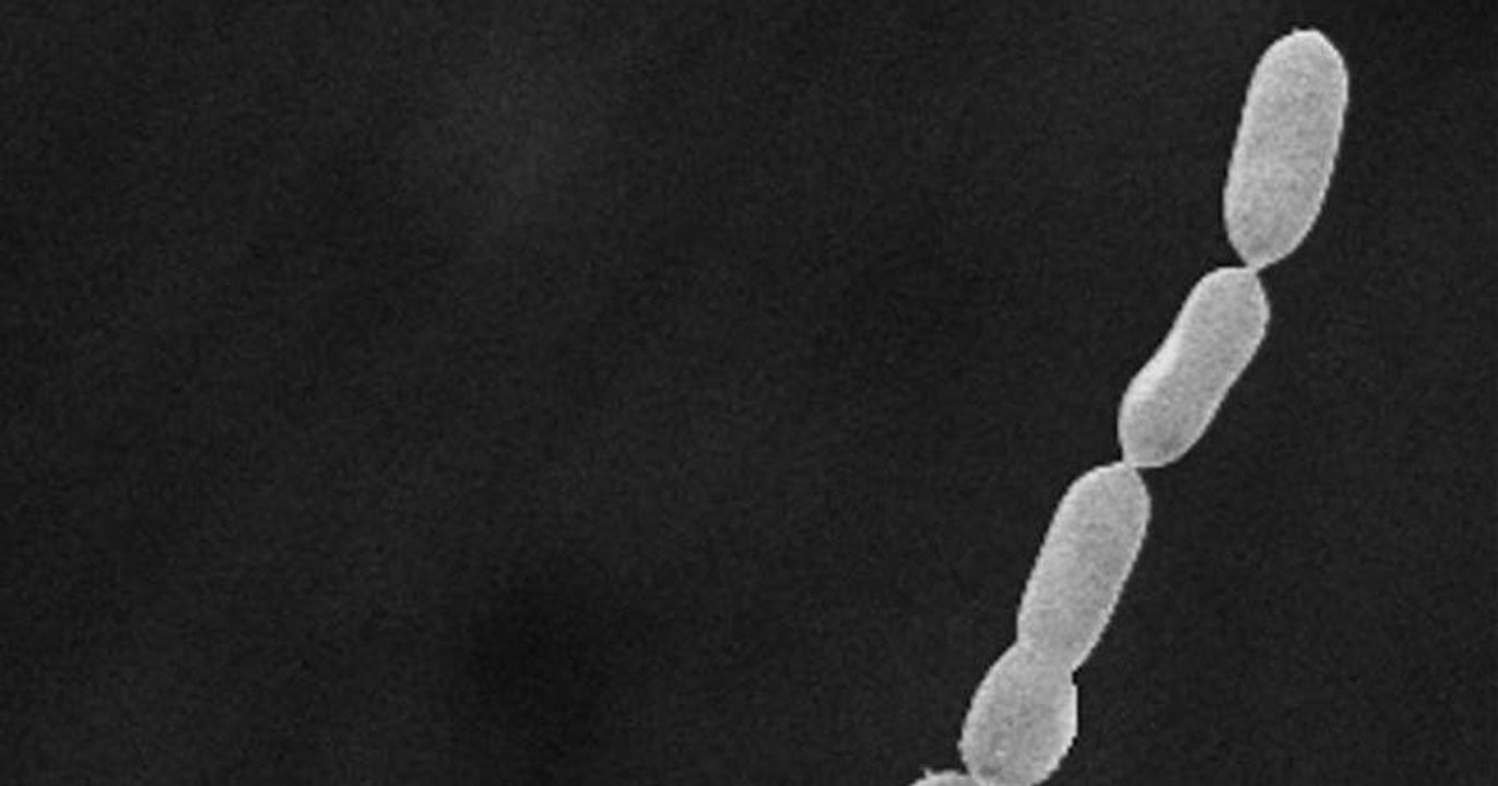 Découverte en Guadeloupe de la plus grosse bactérie au monde