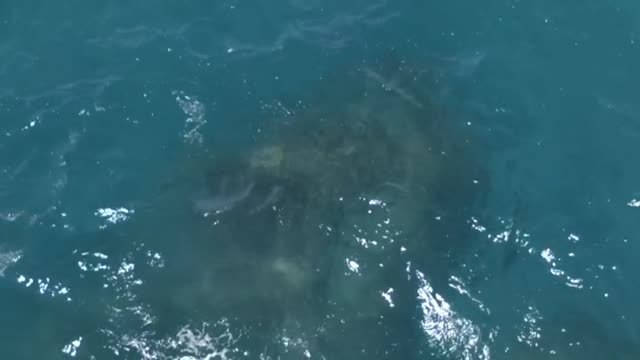 Con cabeza SÍ, de cabeza NO , campaña frente a las zambullidas imprudentes