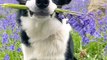 Border Collie Poses With Wild Bluebells in Mouth in Bluebell Woods