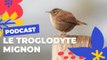 Le Troglodyte mignon, un oiseau un peu dodu ?  | Brèves de nature sauvage à Paris | Paris Podcast