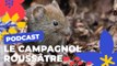Le Campagnol roussâtre | Brèves de nature sauvage à Paris | Paris Podcast