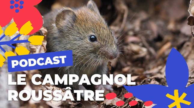 Le Campagnol roussâtre | Brèves de nature sauvage à Paris | Paris Podcast