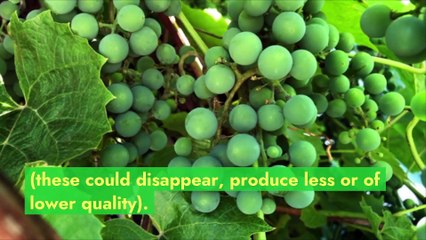 Global warming, a threat to viticulture