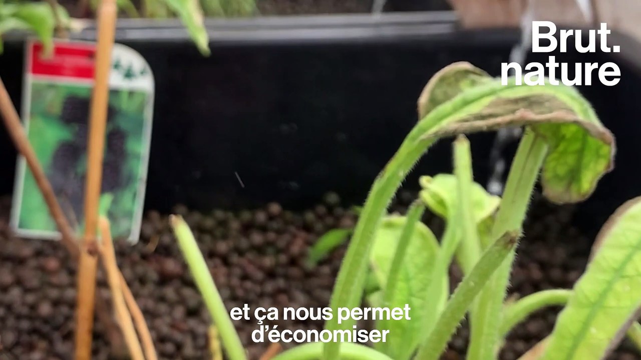 Tortue maraîchère : ils font pousser des légumes en mer