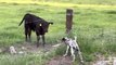 Dog Scares Calf Away By Barking At Them
