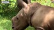Ale, le nouveau bébé rhinocéros blanc du zoo national de Cuba