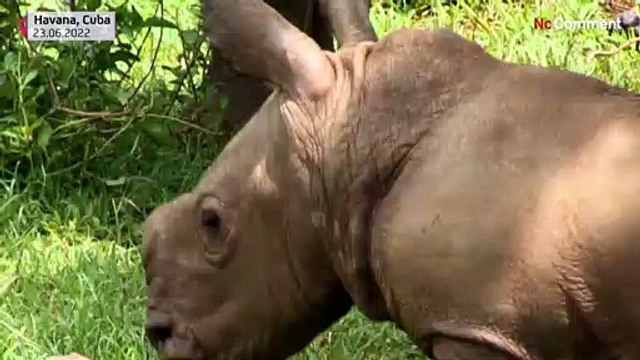 Ale, le nouveau bébé rhinocéros blanc du zoo national de Cuba