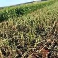 Onça-preta é vista durante colheita de milho em fazenda de Minas