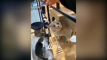Cat Can Understand Whatever People Say - Beast Paws