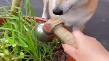 Baby Dogs  Cute and Funny Dog Videos Compilation #24 - 30 Minutes of Funny Puppy Videos 2021