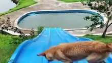 Funniest & Cutest Labrador Puppies #2 - Funny Puppy Videos