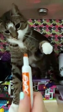 Gatti pazzi ✪ Gatti Divertenti ✪ PROVA A NON RIDERE!