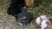 Cachorros farejam urna funerária  encontrada no Parque de Águas Claras