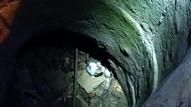Son dakika haberleri... Hatay'da kuyuya düşen yavru kediyi itfaiye kurtardı