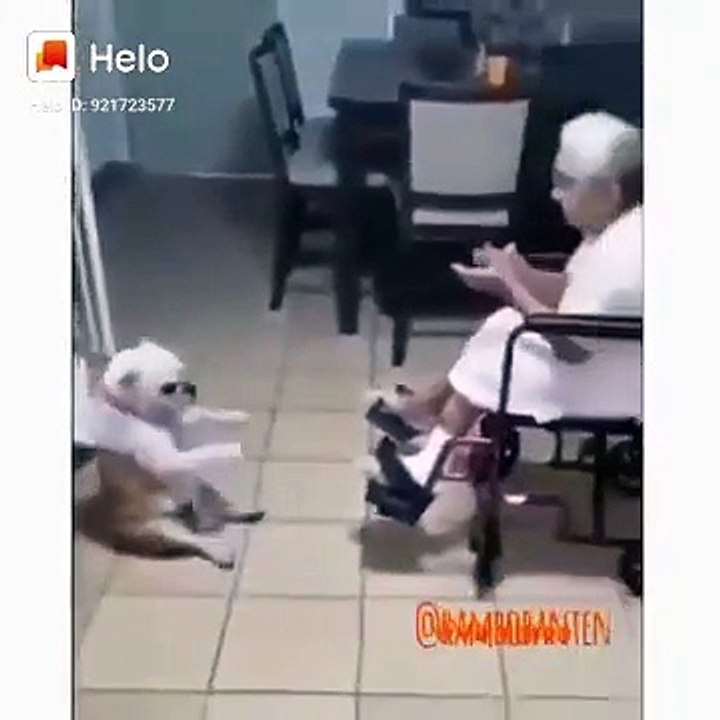 Anjing lucu