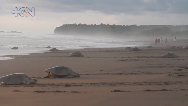 mqn-Ostional se prepara para la gran anidación de tortugas Lora-240622