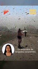 Un gran enjambre de langostas sorprendió a un pueblo de Rusia