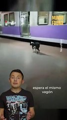 Esta perrita espera cada noche el mismo tren