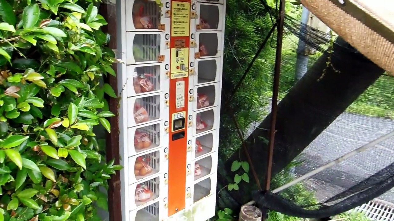 Elegant Egg Vending Machine in Japan