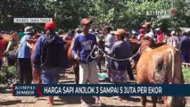 Harga Sapi Anjlok 3 Sampai 5 Juta Per Ekor Karena PMK