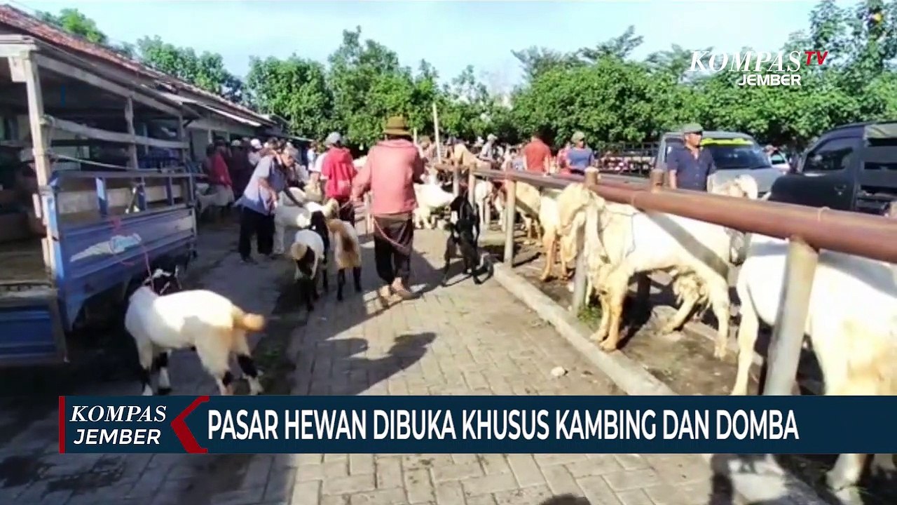 Pasar Hewan di Lumajang Dibuka Khusus Kambing dan Domba
