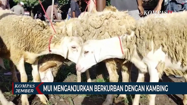 MUI Menganjurkan Berkurban dengan Kambing di Tengah Wabah PMK